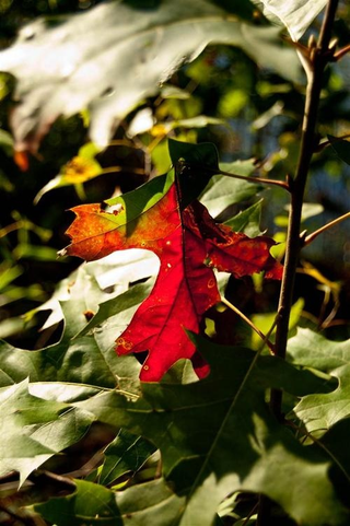 Illustration for article titled Shooting Challenge Fall Leaves Gallery 1
